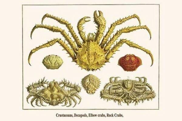 Crustaceans