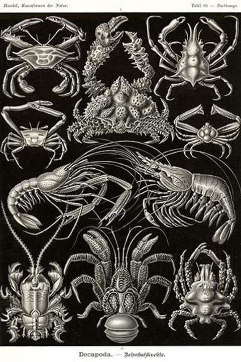 Crustaceans by Ernst Haeckel #2 - Art Print