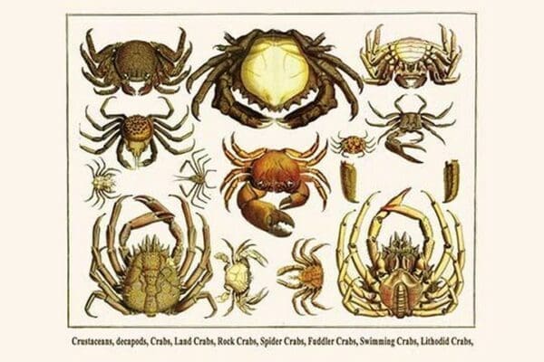 Crustaceans