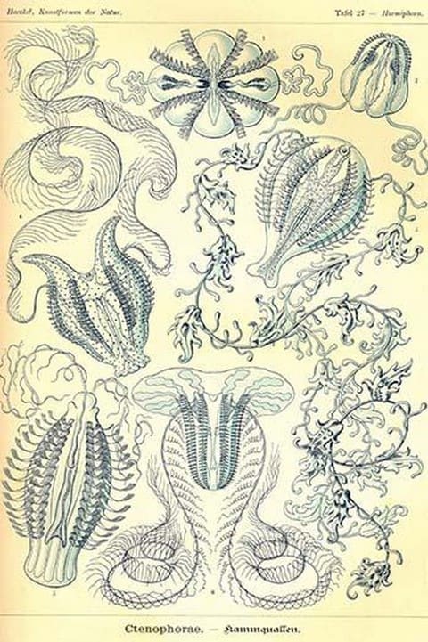 Ctenophorae by Ernst Haeckel - Art Print