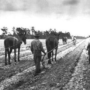 Cultivating Cotton Demonstration by George W. Ackerman - Art Print