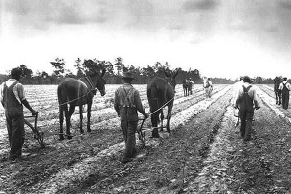 Cultivating Cotton Demonstration by George W. Ackerman - Art Print