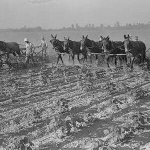 Cultivating cotton by Dorothea Lange - Art Print