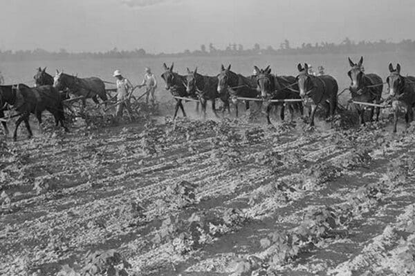 Cultivating cotton by Dorothea Lange - Art Print