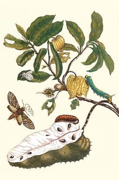 Custard Apple & Flower Moth by Maria Sibylla Merian - Art Print