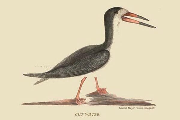 Cut Water by Mark Catesby #2 - Art Print