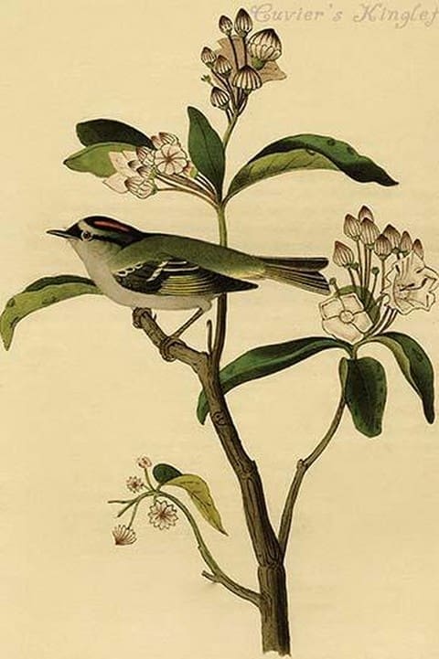 Cuvier's Kinglet by John James Audubon - Art Print