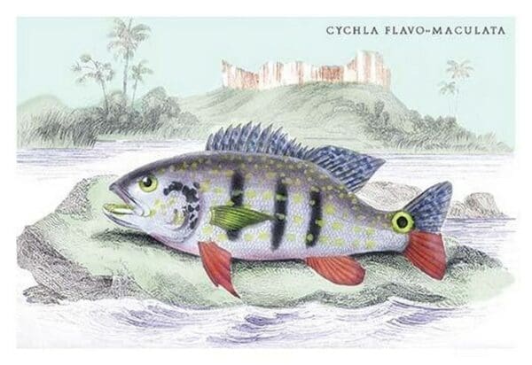 Cychla Flavo-Maclelata by Robert H. Schomburgk - Art Print