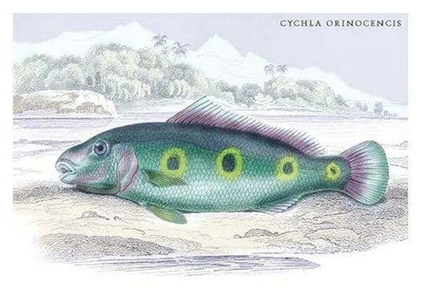 Cychla Orinocencis by Robert H. Schomburgk - Art Print