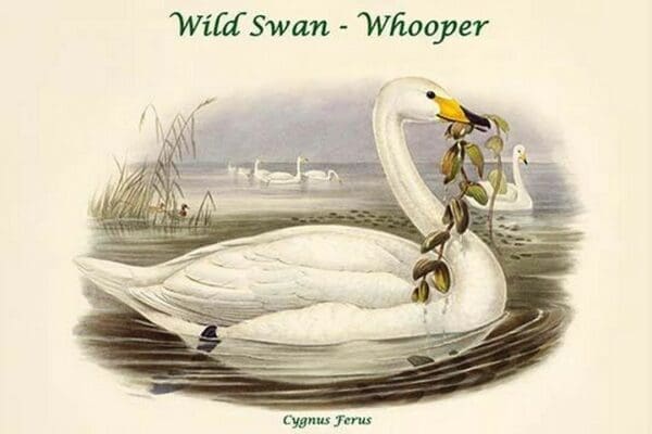 Cygnus Ferus - Wild Swan - Whooper by John Gould - Art Print