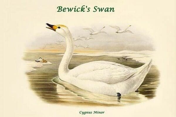 Cygnus Minor - Bewick's Swan by John Gould - Art Print