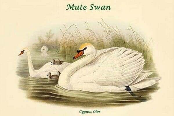 Cygnus Olor - Mute Swan by John Gould - Art Print