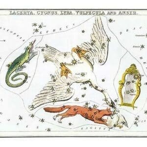 Cygnus and Adjacent Constellations - Art Print