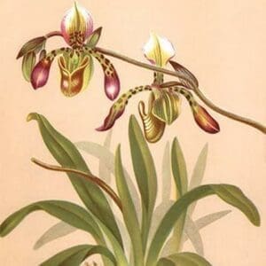 Cypripedium Haynaldianum; Paphiopedilium by H.G. Moon #2 - Art Print