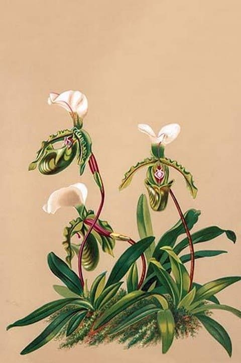 Cypripedium Spicerianum; East Indian Lady Slipper by H.G. Moon #2 - Art Print