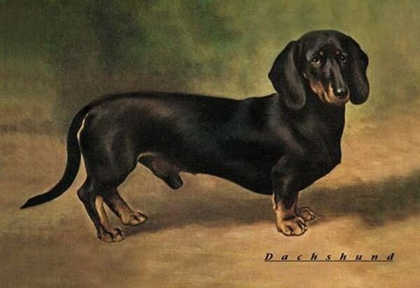 Dachshund Earl Satin - Art Print