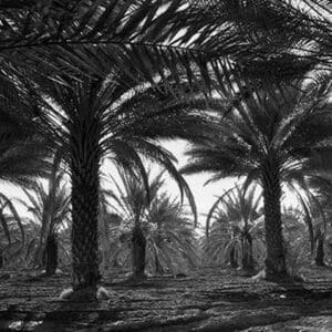 Date palms by Dorothea Lange - Art Print