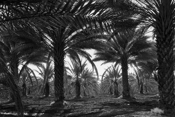 Date palms by Dorothea Lange - Art Print