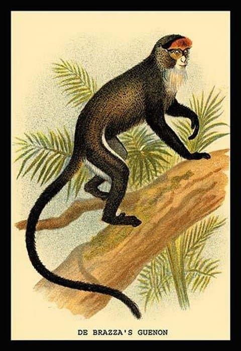 DeBrazza's Guenon by G.R. Waterhouse - Art Print