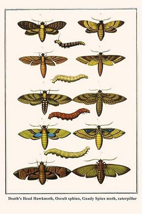 Death's Head Hawkmoth