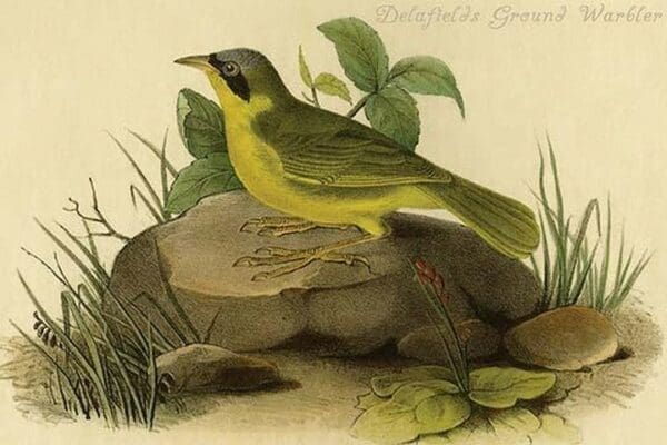 Delafields Ground Warbler by John James Audubon - Art Print