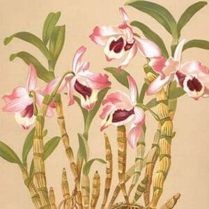 Dendrobium Nobile by H.G. Moon #2 - Art Print