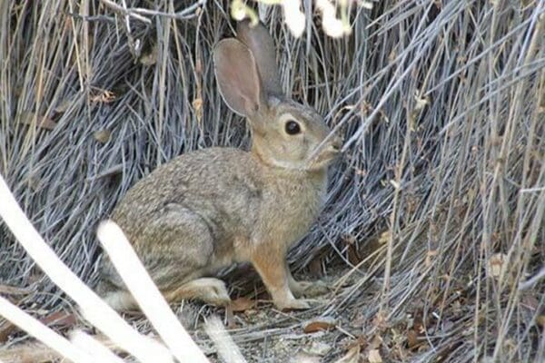 Desert Hare by Jason Pierce - Art Print