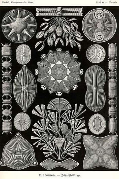 Diatoms by Ernst Haeckel - Art Print