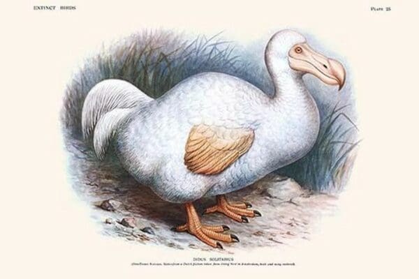 Didus Solitarius Dodo by Lionel Walter Rothschild - Art Print