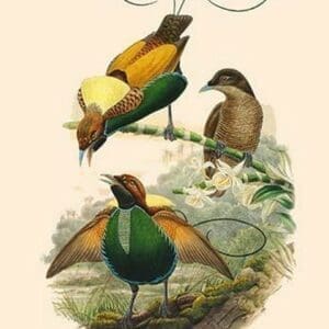 Diphyllodes Speciosa -Magnificent Bird of Paradise by John Gould - Art Print