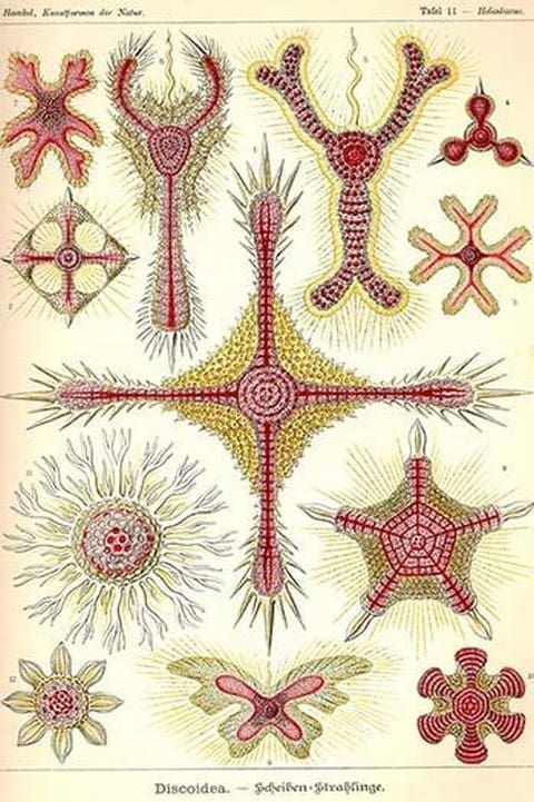 Discoidea by Ernst Haeckel - Art Print