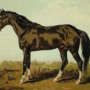 Dongola Horse by Samuel Sidney - Art Print