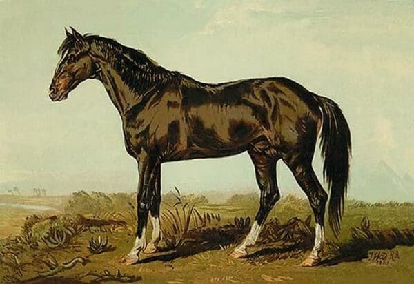 Dongola Horse by Samuel Sidney - Art Print