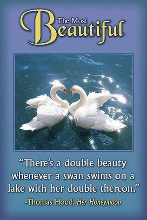 Double Beauty by Wilbur Pierce - Art Print