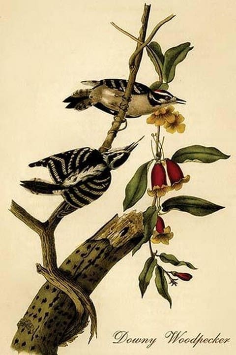 Downy Woodpecker by John James Audubon - Art Print