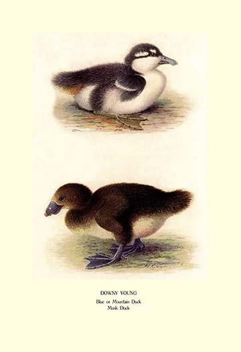 Downy Young Ducks by Henrick Gronvold - Art Print