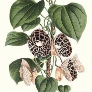 Dutchman's Pipe by Louis Benoit Van Houtte #2 - Art Print