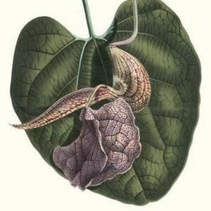 Dutchman's Pipe by Louis Benoit Van Houtte - Art Print