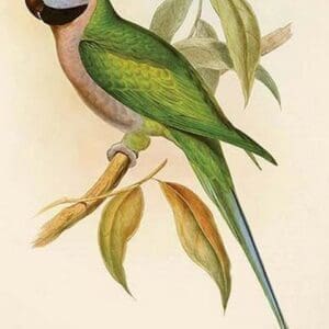 Earl of Derby's Parakeet by John Gould - Art Print