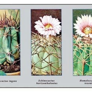 Echinocactus Ingens - Art Print