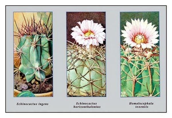 Echinocactus Ingens - Art Print