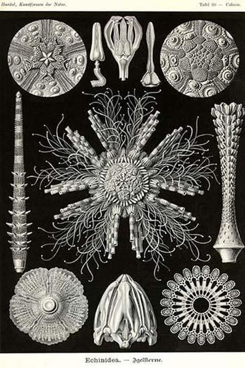 Echinoderms by Ernst Haeckel #3 - Art Print