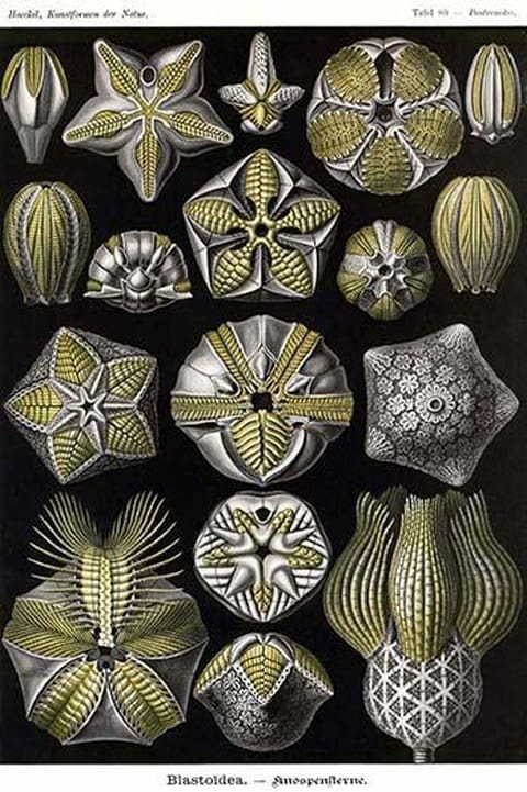 Echinoderms by Ernst Haeckel - Art Print