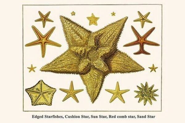 Edged Starfishes