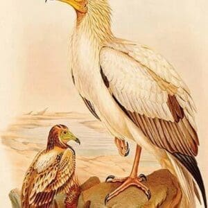 Egyptian Vulture by John Gould - Art Print