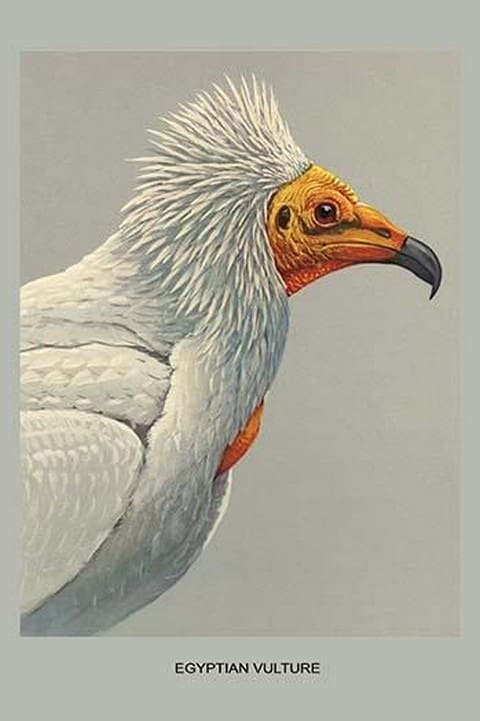 Egyptian Vulture by Louis Agassiz Fuertes - Art Print