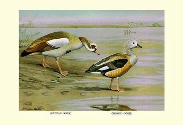 Egyptian and Orinoco Goose by Louis Agassil Fuertes - Art Print