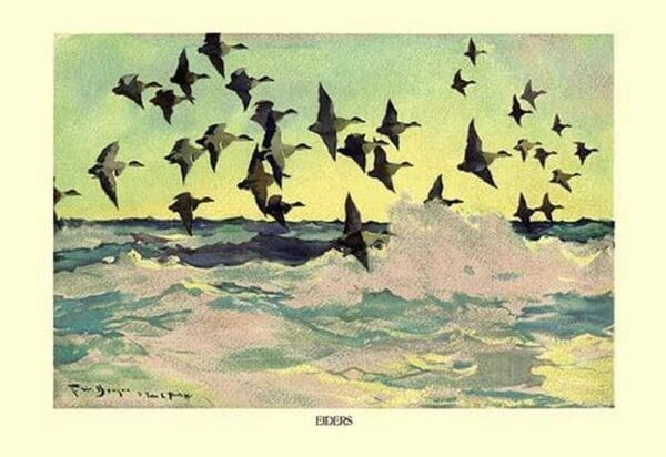 Eiders by Frank W. Benson - Art Print