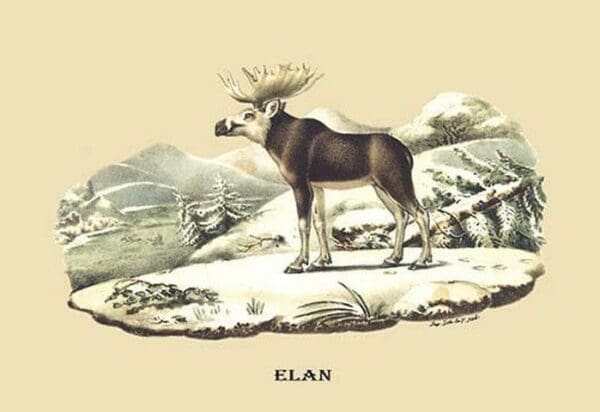 Elan by E. F. Noel - Art Print