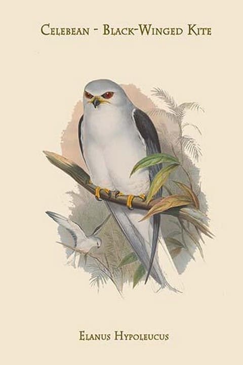 Elanus Hypoleucus - Celebean - Black-Winged Kite by John Gould - Art Print